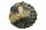 Enrolled Phacopid (Acastoides) Trilobite - Foum Zguid, Morocco #296575-1